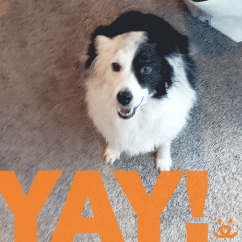 Hooray Reaction GIF by Best Friends Animal Society
