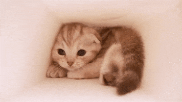 Image result for kitten
