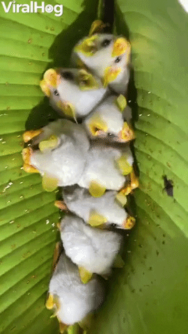 Honduran White Bats Huddled In Leaf GIF by ViralHog