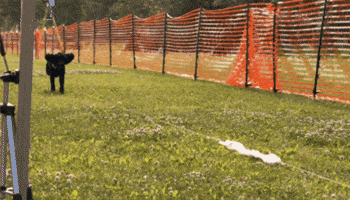 Tananavalleykennelclub GIF by TVKC