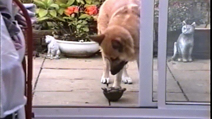 turtle helps GIF