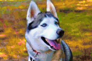 Animated GIF