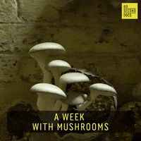 Magic Mushrooms Mushroom GIF by 60 Second Docs