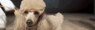 GIF by astron_club