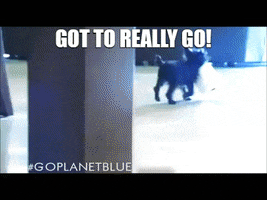 Dogs Have To Go GIF by Planet Blue