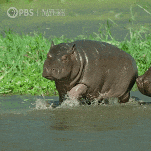 Baby Running GIF by Nature on PBS - Find & Share on GIPHY