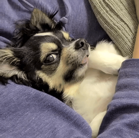 Sleepy Chihuahua GIF