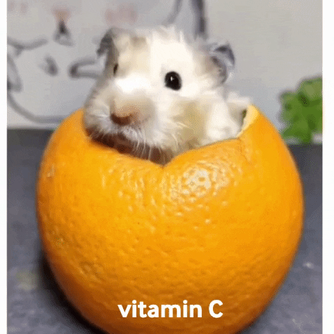 orange mouse vitamin c GIF