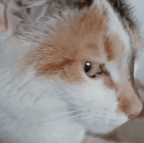 Cats Cute Cat GIF
