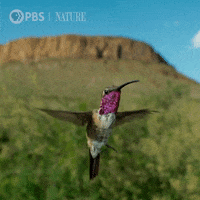 Hummingbird GIFs - Get the best GIF on GIPHY Hummingbird GIFs - Get the best GIF on GIPHY