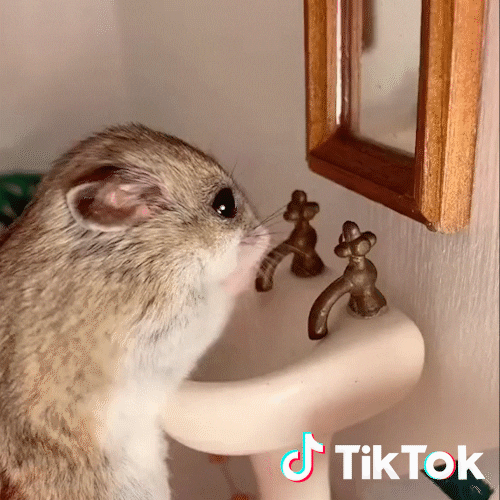 Hamster GIF by TikTok France