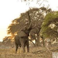Elephant Wow GIF by BBC America