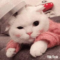Chaton Gifs Get The Best Gif On Giphy