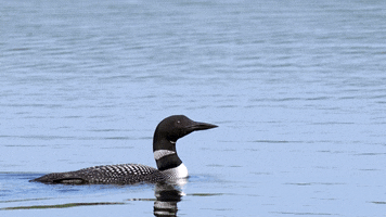 Common Loon Water GIF by U.S. Fish and Wildlife Service