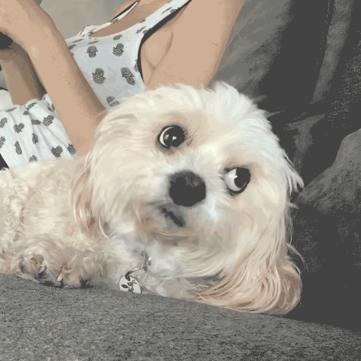 Nooooo GIFs Find & Share on GIPHY