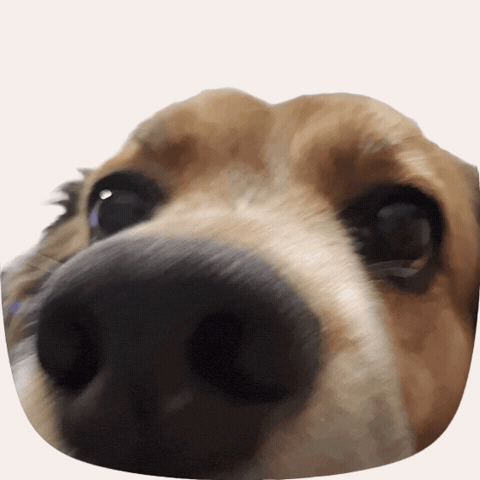 Happy Dog GIF