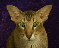 Cat Geegee GIF