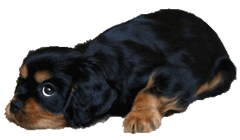 Dog Sticker