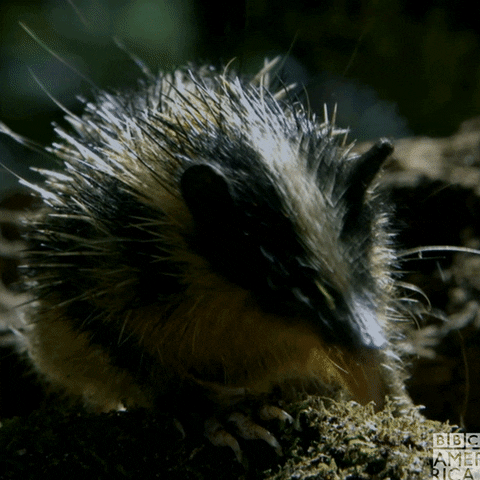 tenrecs meaning, definitions, synonyms