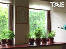 Water Plant GIF by Travis