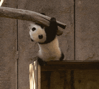 Panda Reaction Gifs Get The Best Gif On Giphy Panda Reaction Gifs Get The Best Gif On Giphy
