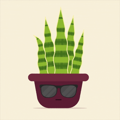 Animation GIF