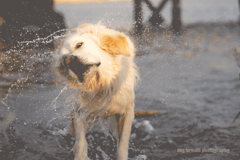 Wet-dog GIFs - Get the best GIF on GIPHY
