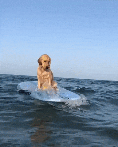 yellow dog surfing in slow-motion