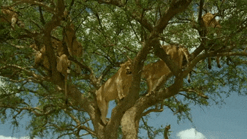 Tree Lion GIF by Discovery