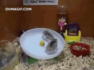animal fail