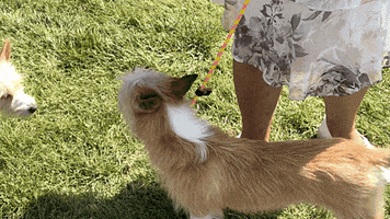 Westminster Dog Show Kiss GIF by Westminster Kennel Club