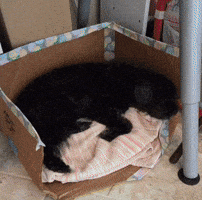 Casper GIF