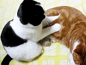 giphy.gif