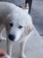 Dog Do Not Want GIF