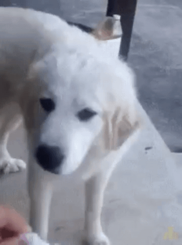 Dog Do Not Want GIF - Find & Share on GIPHY