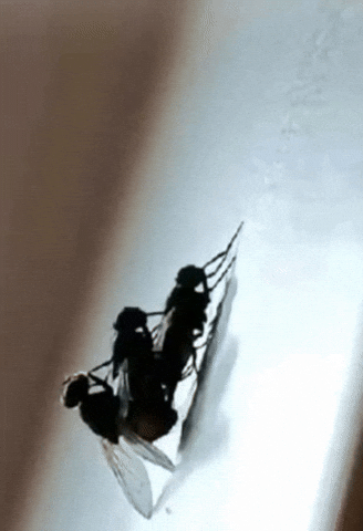 Fly Tencel GIF