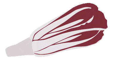 Radicchio Di Treviso Sticker