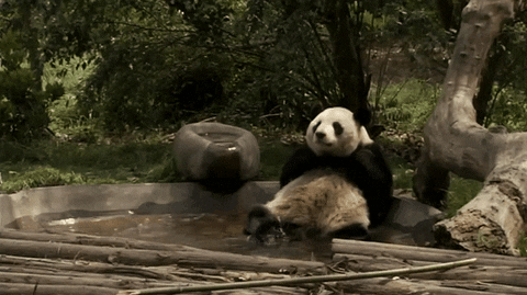 パンダ 今日のgif パンダ 今日のgif