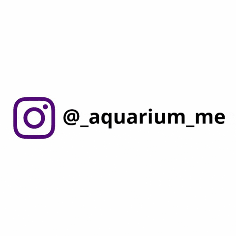 Happy Fish Tank GIF by AquariumMe