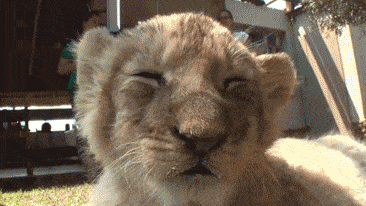 nap time GIF