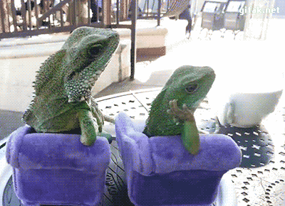 Lizards GIFs - Find & Share on GIPHY