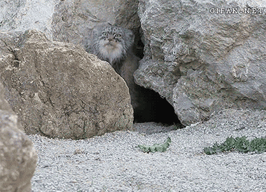 cat animals pallas cat GIF