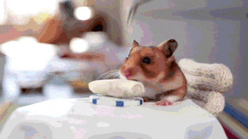 hamster burrito GIF by Digg
