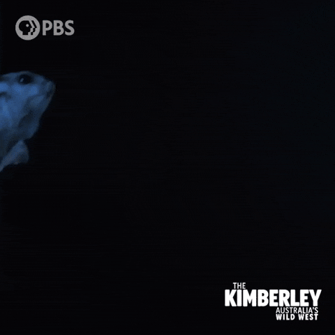 Leap Of Faith Jump GIF by PBS