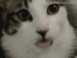 cat licking GIF
