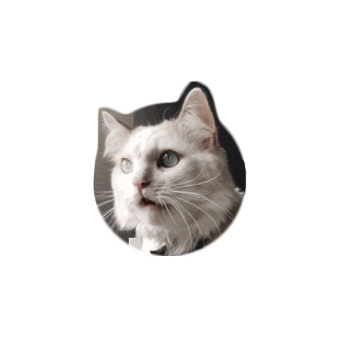 Cat Sticker