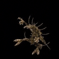Creature GIF