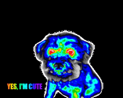 Digatherm thermal thermography digatherm thermal dog GIF