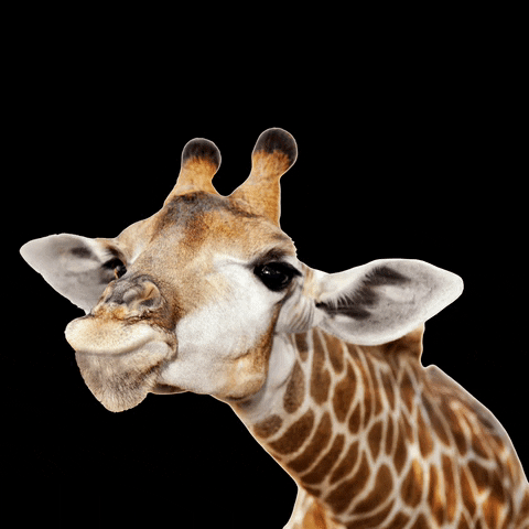 Giraffe-tongue GIFs - Get the best GIF on GIPHY