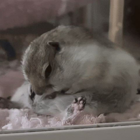 Rodent GIF